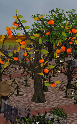 Persimmon Tree.png