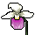 Lady's Slipper icon.png