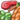 Foods icon.png