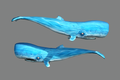 Spermwhale.png