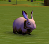 Mountain CottonTail.png