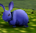 Eastern Cottontail.png